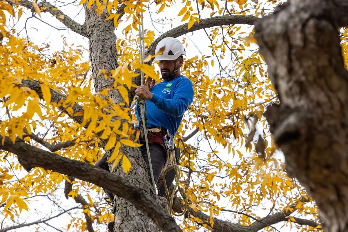 Skilled Tree Planing crew working in Kingston